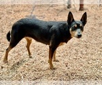 Small Photo #9 Australian Kelpie Breeder Profile in CAMAS, WA, USA