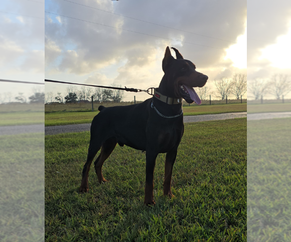 Medium Photo #5 Doberman Pinscher Breeder Profile in FORT LAUDERDALE, FL, USA