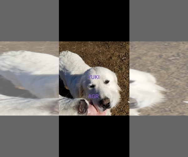 Medium Photo #1 Great Pyrenees Breeder Profile in SCOTTSVILLE, KY, USA