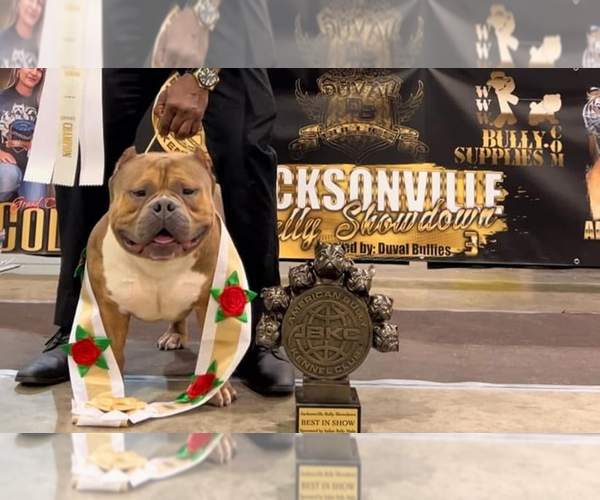 Medium Photo #1 American Bully Breeder Profile in MARIETTA, GA, USA