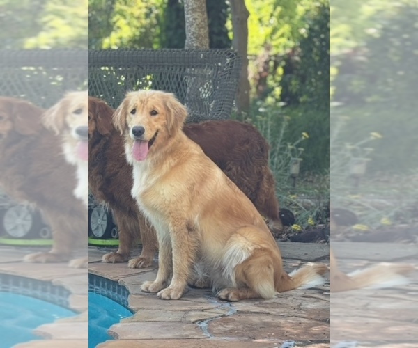 Medium Photo #1 Golden Retriever Breeder Profile in CLOVERDALE, CA, USA