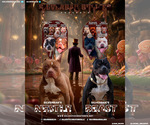Small Photo #2 American Bully Breeder Profile in CHAMPAIGN, IL, USA