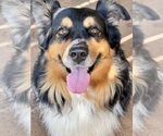 Small Photo #6 Australian Shepherd Breeder Profile in GREER, SC, USA