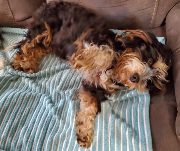 Medium Photo #3 Bernedoodle (Miniature) Breeder Profile in LEETONIA, OH, USA