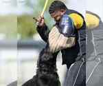 Small Photo #6 German Shepherd Dog Breeder Profile in LAKE ELSINORE, CA, USA