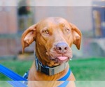 Small Photo #2 Rhodesian Ridgeback Breeder Profile in YOUNGWOOD, PA, USA