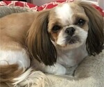 Small Photo #2 Shih Tzu Breeder Profile in Walworth, NY, USA