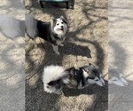 Small Photo #9 Pomsky Breeder Profile in VENUS, PA, USA