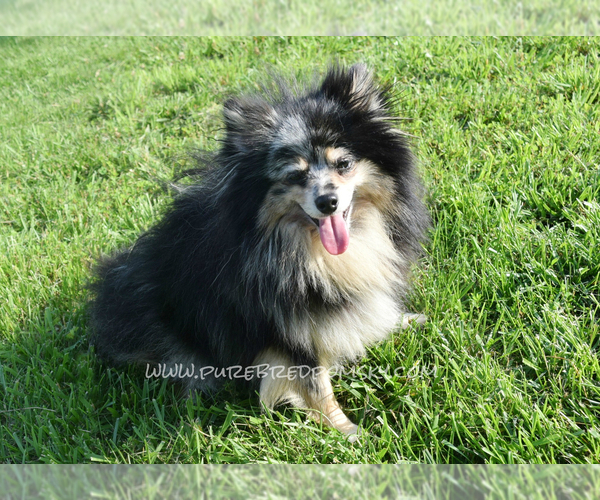 Medium Photo #1 Pomsky Breeder Profile in KANSAS CITY, MO, USA