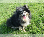 Small Photo #1 Pomsky Breeder Profile in KANSAS CITY, MO, USA