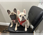 Small Photo #4 French Bulldog Breeder Profile in OPP, AL, USA