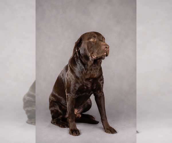 Medium Photo #1 Labrador Retriever Breeder Profile in WHITNEY, TX, USA