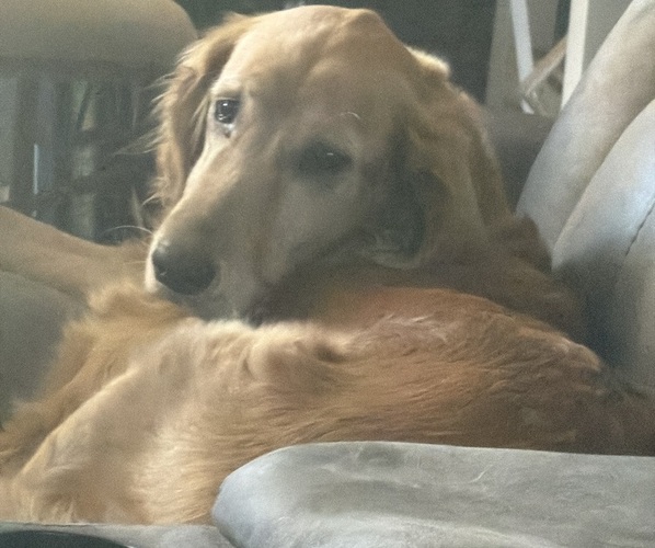 Medium Photo #2 Golden Retriever Breeder Profile in PORT SAINT LUCIE, FL, USA