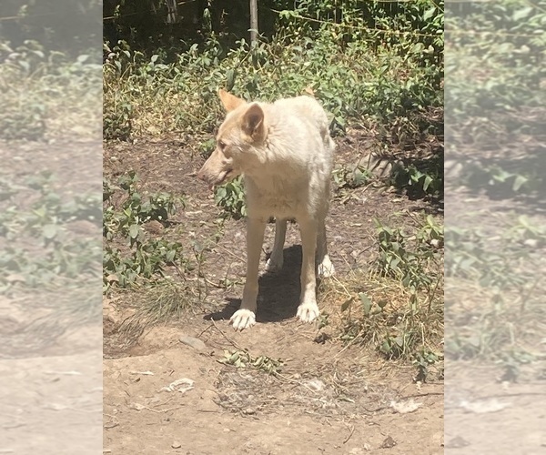 Medium Photo #16 Swiss Shepherd-Timber Wolf Mix Breeder Profile in MAD RIVER, CA, USA