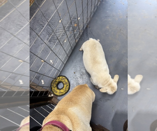 Medium Photo #1 French Bulldog Breeder Profile in BLACKSHEAR, GA, USA
