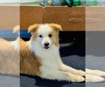 Small Photo #2 Border Collie Breeder Profile in NAVARRO, TX, USA