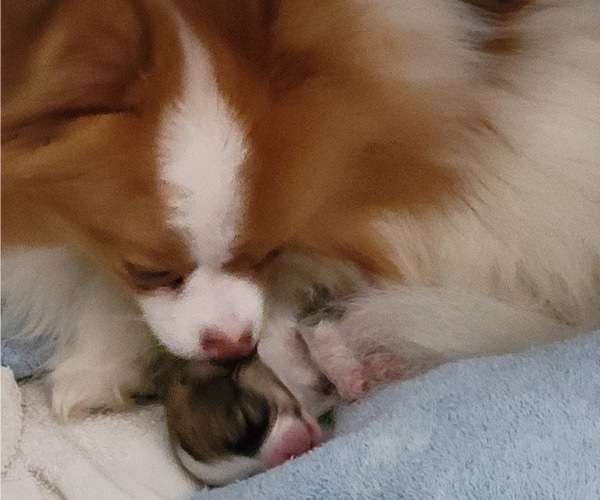 Medium Photo #6 Pomeranian Breeder Profile in MENIFEE, CA, USA