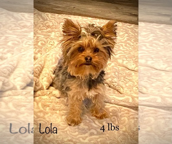 Medium Photo #1 YorkiePoo Breeder Profile in CEDAR CITY, UT, USA