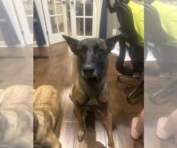 Medium Photo #2 Belgian Malinois Breeder Profile in ATHENS, AL, USA