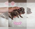 Small Photo #5 Pomeranian Breeder Profile in JOLIET, IL, USA