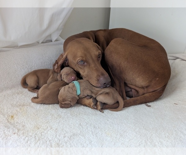 Medium Photo #1 Vizsla Breeder Profile in LOS GATOS, CA, USA