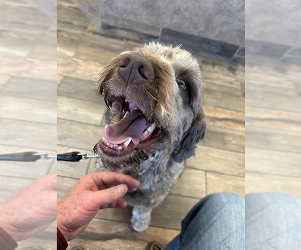 Medium Photo #2 Portuguese Water Dog Breeder Profile in BAYTOWN, TX, USA