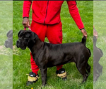 Small Photo #7 Boerboel Breeder Profile in BELLEVUE, NE, USA