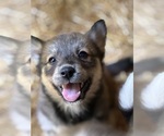 Small Photo #9 Golden Pyrenees-Siberian Husky Mix Breeder Profile in HICKORY, NC, USA