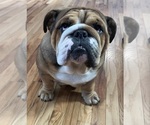 Small Photo #7 Bulldog Breeder Profile in LOCUST, NC, USA