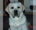 Small Photo #3 Golden Labrador Breeder Profile in FORT COLLINS, CO, USA