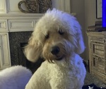 Small Photo #2 Goldendoodle Breeder Profile in BREA, CA, USA