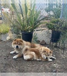 Mother's photo
