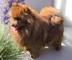 Small Photo #2 Pomeranian Breeder Profile in ORRVILLE, OH, USA