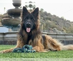 Small Photo #13 German Shepherd Dog Breeder Profile in PINON HILLS, CA, USA