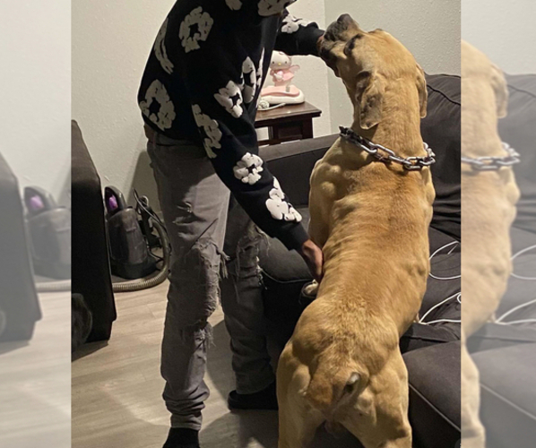 Medium Photo #4 Boerboel Breeder Profile in BELLEVUE, NE, USA