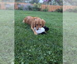 Small Photo #2 Golden Retriever Breeder Profile in ROCHESTER, MN, USA