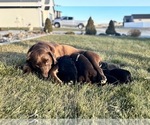 Small Photo #3 Labrador Retriever Breeder Profile in BILLINGS, MT, USA