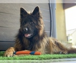 Small Photo #10 German Shepherd Dog Breeder Profile in PINON HILLS, CA, USA
