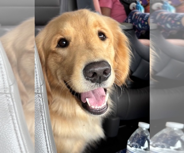 Medium Photo #2 Golden Retriever Breeder Profile in CLOVERDALE, CA, USA