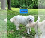 Small Photo #1 Great Pyrenees Breeder Profile in SCOTTSVILLE, KY, USA