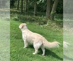 Small Photo #5 English Cream Golden Retriever Breeder Profile in MARSHFIELD, WI, USA