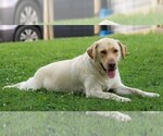 Small Photo #7 Labrador Retriever Breeder Profile in HYDE PARK, VT, USA