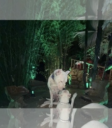 Mother's photo