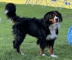 Small Photo #2 Bernedoodle Breeder Profile in ELMWOOD, IL, USA