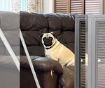 Small Photo #1 Pug Breeder Profile in SPRING CITY, PA, USA