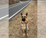 Small Photo #2 German Shepherd Dog Breeder Profile in SEAGROVE, NC, USA