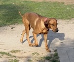 Small Photo #5 Labrador Retriever-Rhodesian Ridgeback Mix Breeder Profile in FRESNO, CA, USA