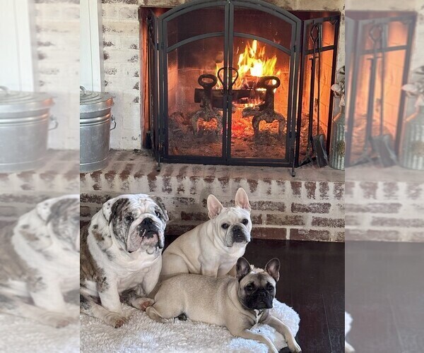 Medium Photo #7 French Bulldog Breeder Profile in OPP, AL, USA