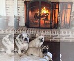 Small Photo #14 French Bulldog Breeder Profile in OPP, AL, USA