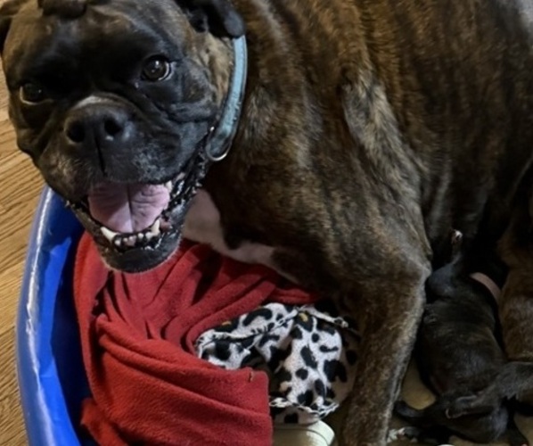 Medium Photo #7 Boxer Breeder Profile in LANSING, MI, USA